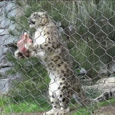 Stainless Steel Rust-Proof Bird Cage Cable Mesh With 2mm In Aperture 50mm