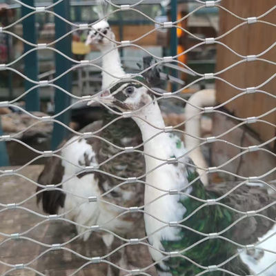 เครือข่ายสายพานนก สายพานยืดหยุ่น เครือข่ายสายพานสําหรับสวนสัตว์