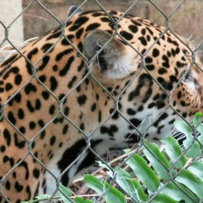 304 316 316L สแตนเลส สายใย สวนสัตว์