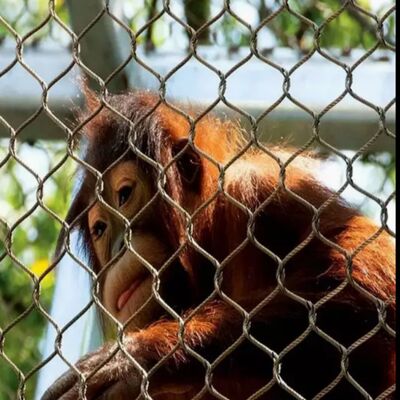 เครือข่ายป้องกันเชือกเชือกเหล็กทนทานต่อการกัดกร่อน เหมาะสําหรับโครงการความปลอดภัย