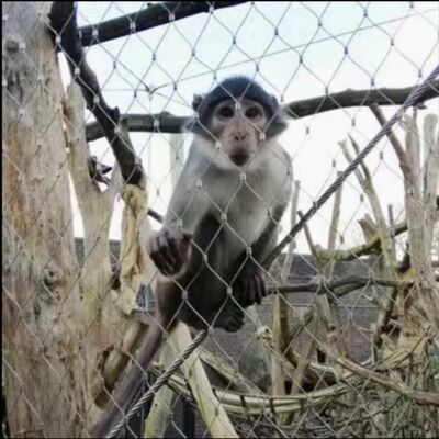 ตาข่ายสลิงสแตนเลสสตีล X Tend แบบยืดหยุ่น 316 สำหรับรั้วกั้นความปลอดภัยในสวนสัตว์