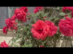 เคเบิ้ลตาข่ายสแตนเลสเคลือบสีดำ